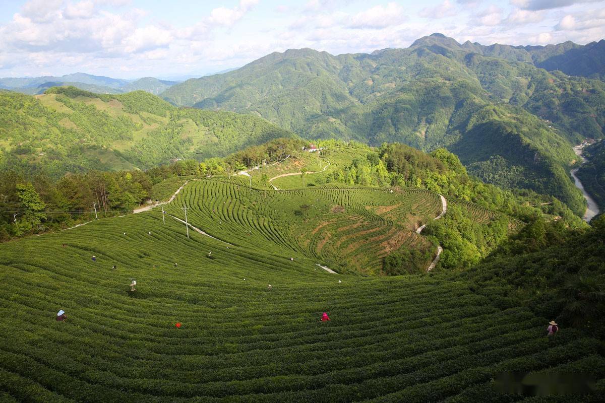 陕南镇巴:高山茶园美如画,一片叶子富了一方百姓