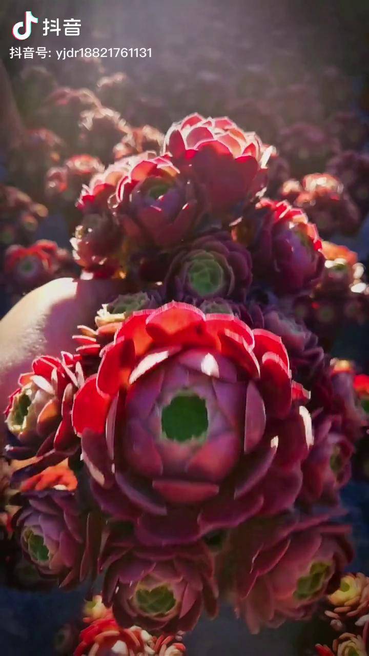 荷兰玫瑰法师捧花多肉法师捧花精品法师养护法师捧花