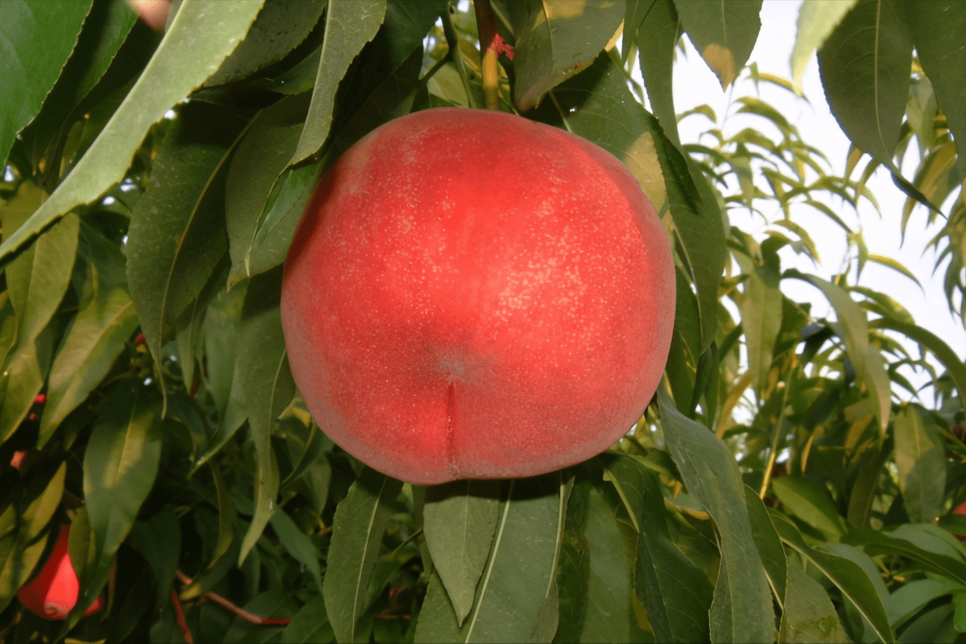 核污染下的弃儿日本拂晓白桃臭名难逃只是原产于福岛吗