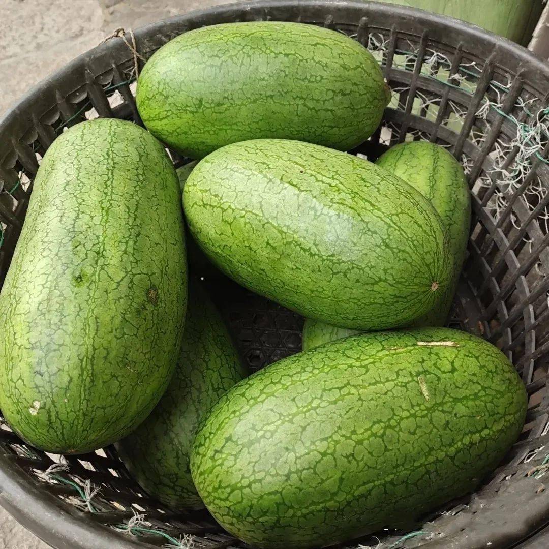 三林崩瓜以皮薄肉嫩著称,就比如在瓜田中脚步重些,崩瓜也会裂开,三林