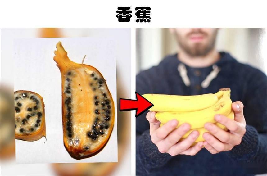 早期的黄瓜会扎嘴5种常见食物早期的样子