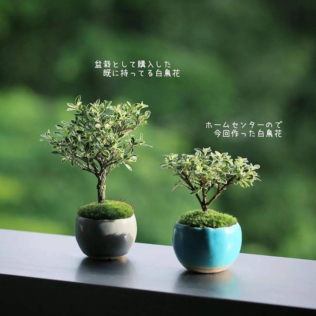 青青苔上美 波罗蜜 青青苔上美 波罗蜜