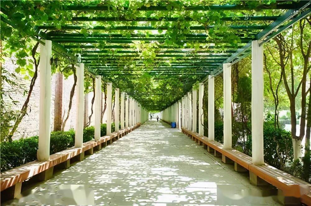 "网红"绿荫长廊等着你夏日酷暑一键转换春日小清新清凉舒适绿植成荫