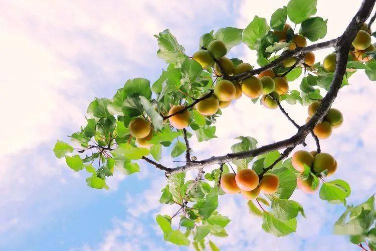 家乡庄磨的杏儿熟了