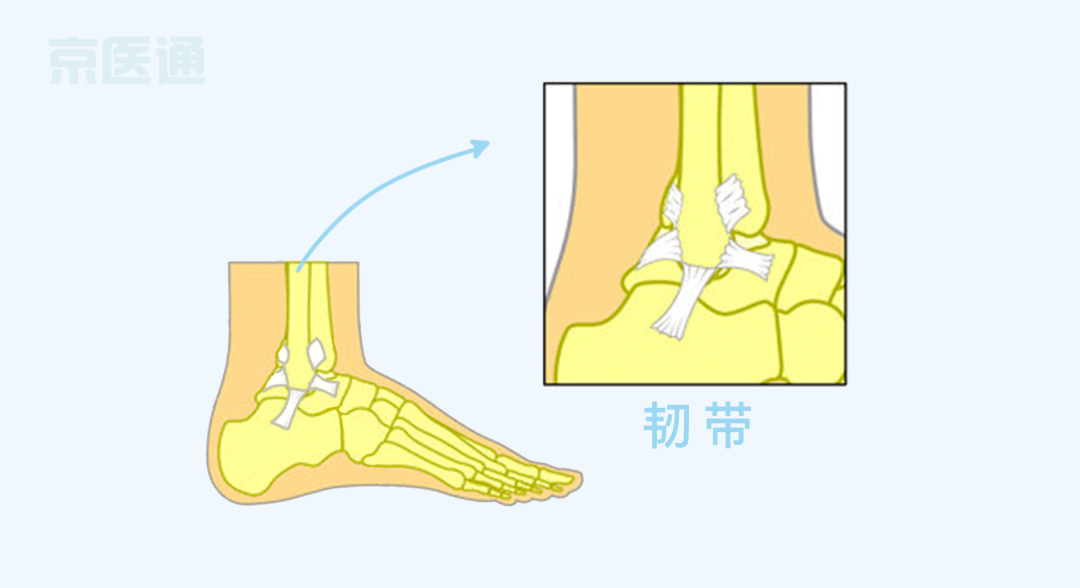 踝關節構造複雜,由脛,腓骨下端的關節面與距骨滑車構成,關節的兩側有