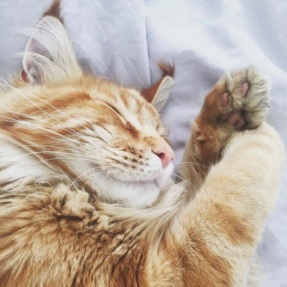 后颈|铲屎官养猫的坏习惯 ｜ 没错，说的就是你～