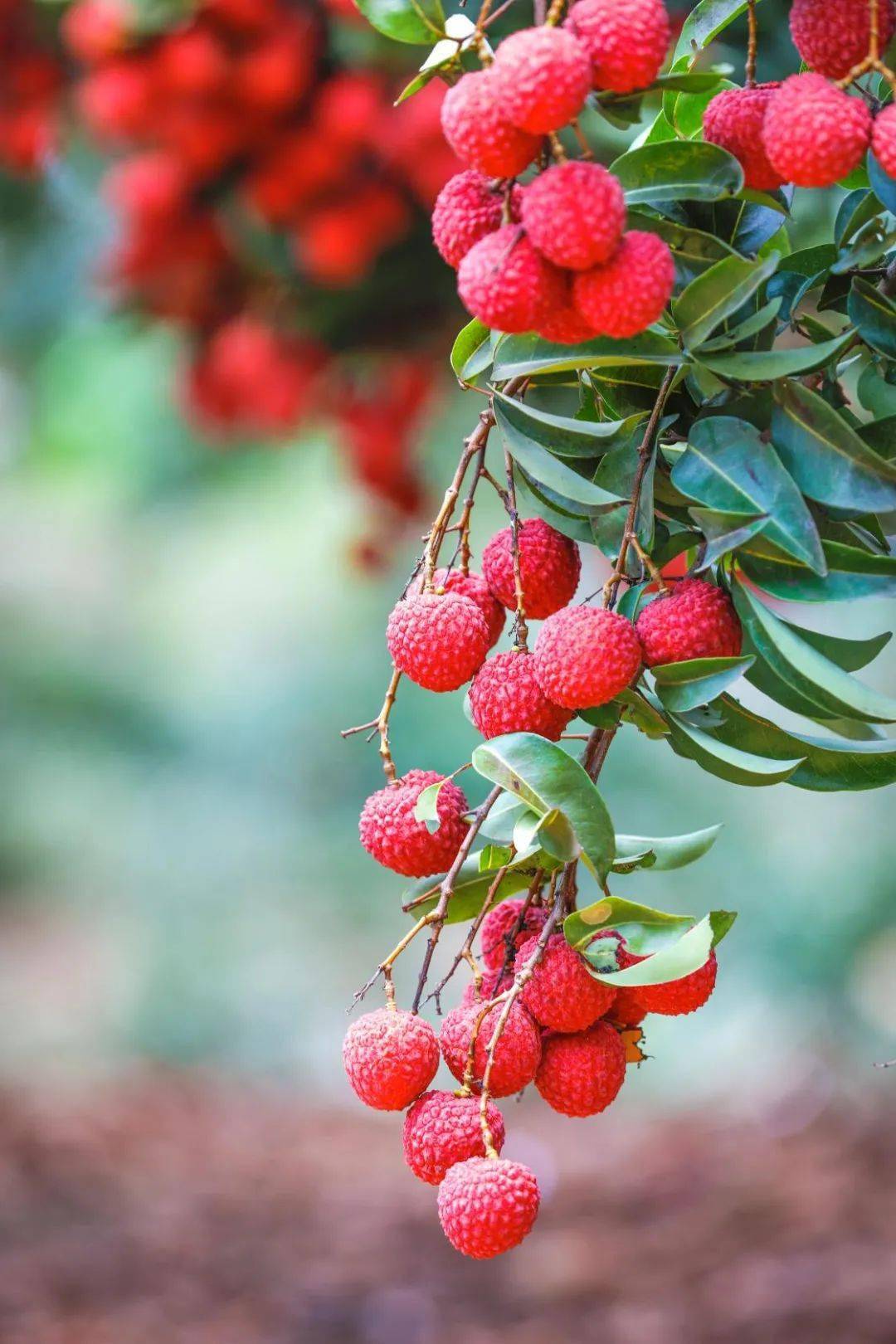 记者走进惠来县东埔农场鸡岗村,只见连片的荔枝林映入眼帘,枝头上一串