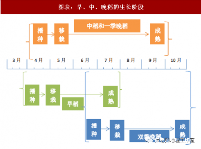 观察从水稻的种植过程看季风水田农业特点附水稻分类及我国主要稻作区