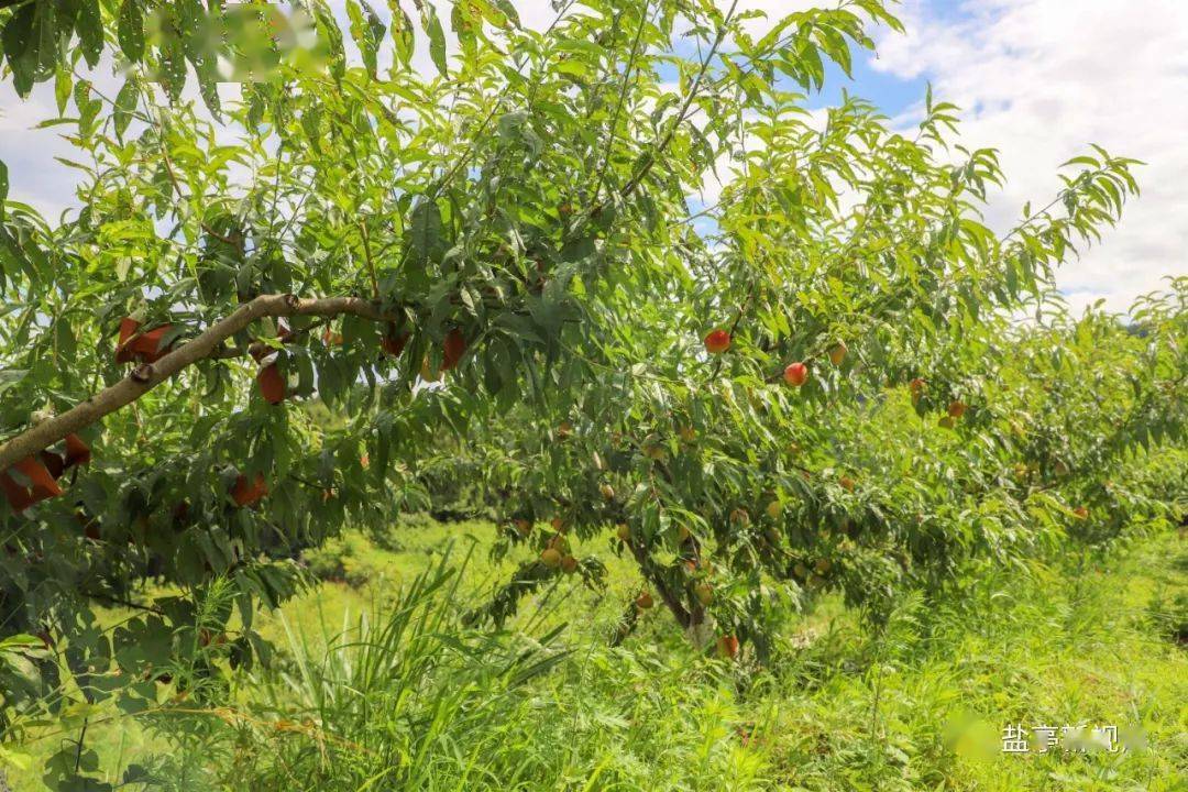 盐亭这里的桃子熟了!这个夏天,难以"桃"脱~_种植