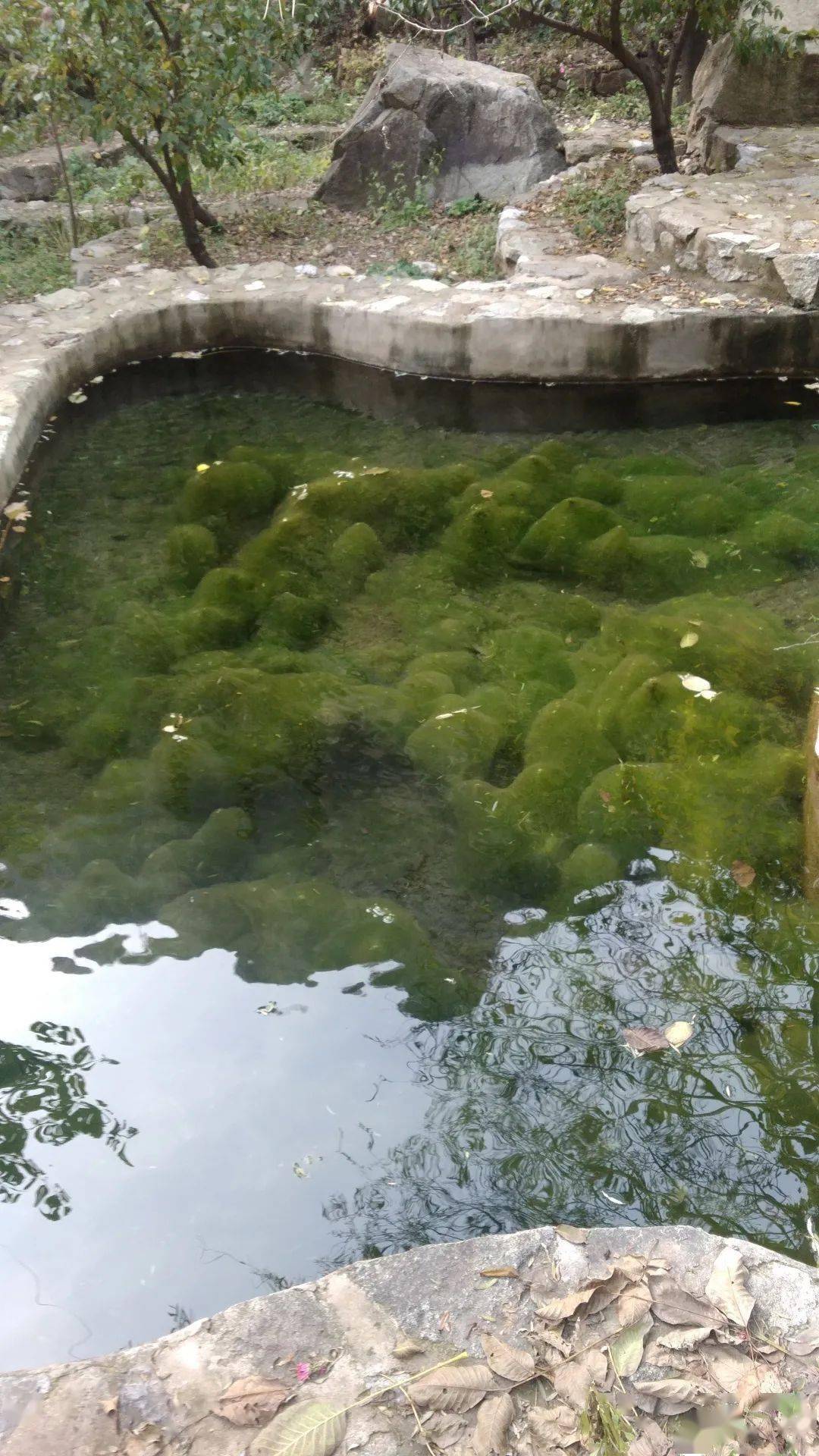 青草池溏处处蛙