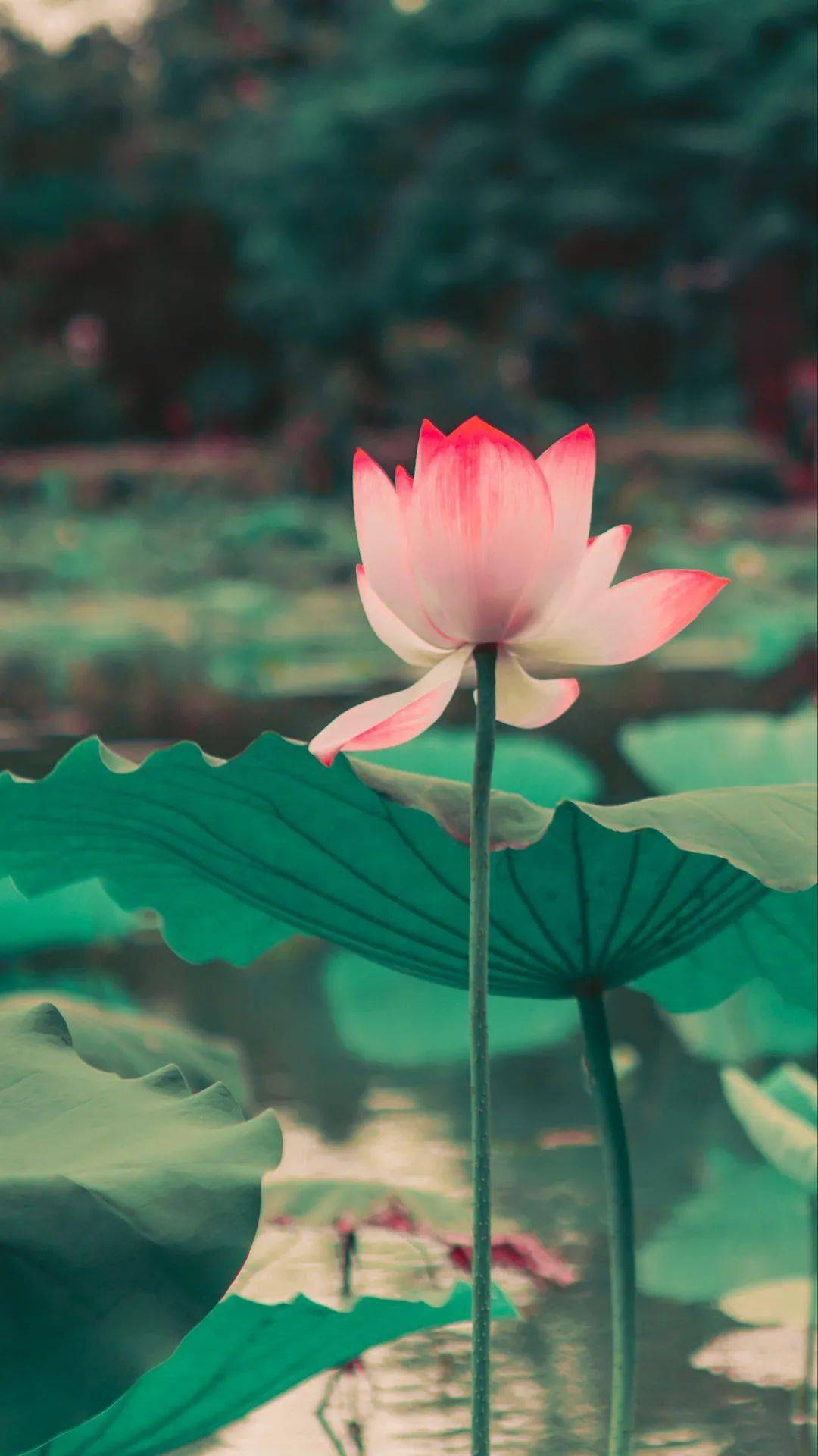 这些小清新诗句夹着淡淡荷花清香沁人心脾