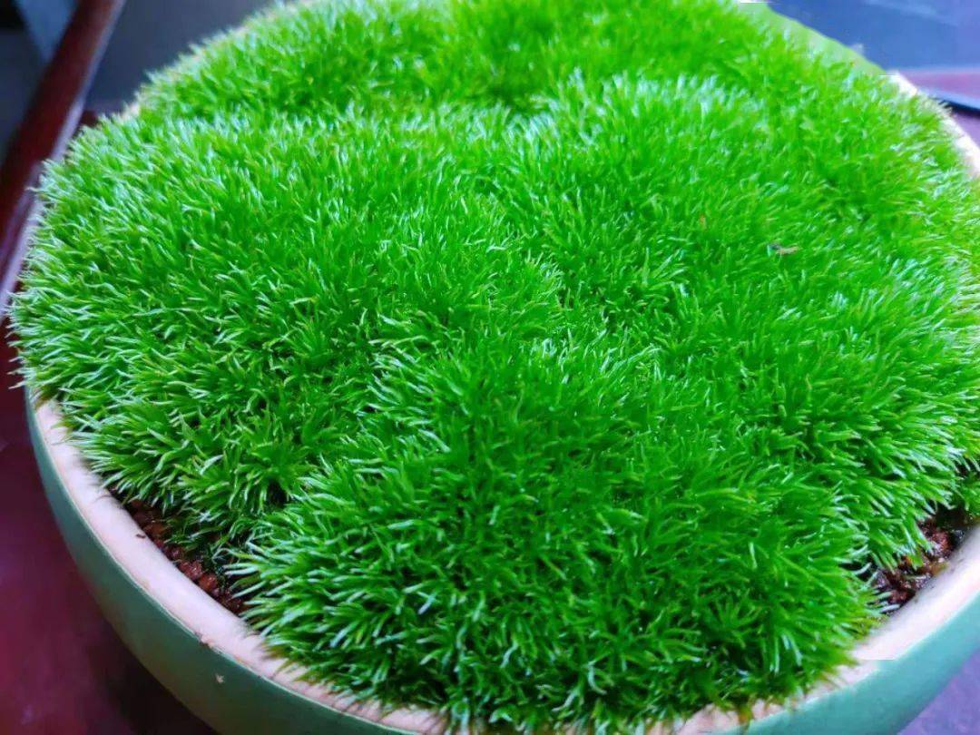 捡一方青苔做一盆禅意慢慢的青苔盆景