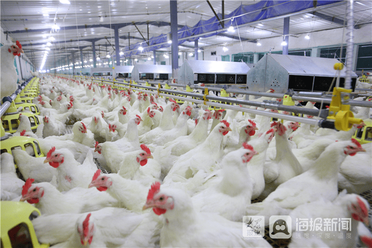 烟台崛起了一大批规模化肉鸡生产龙头企业,培育起益生股份,民和股份