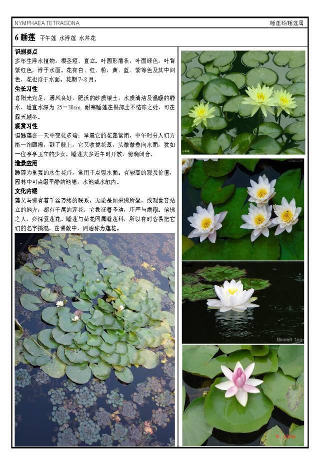 水生花卉图片及名称图片