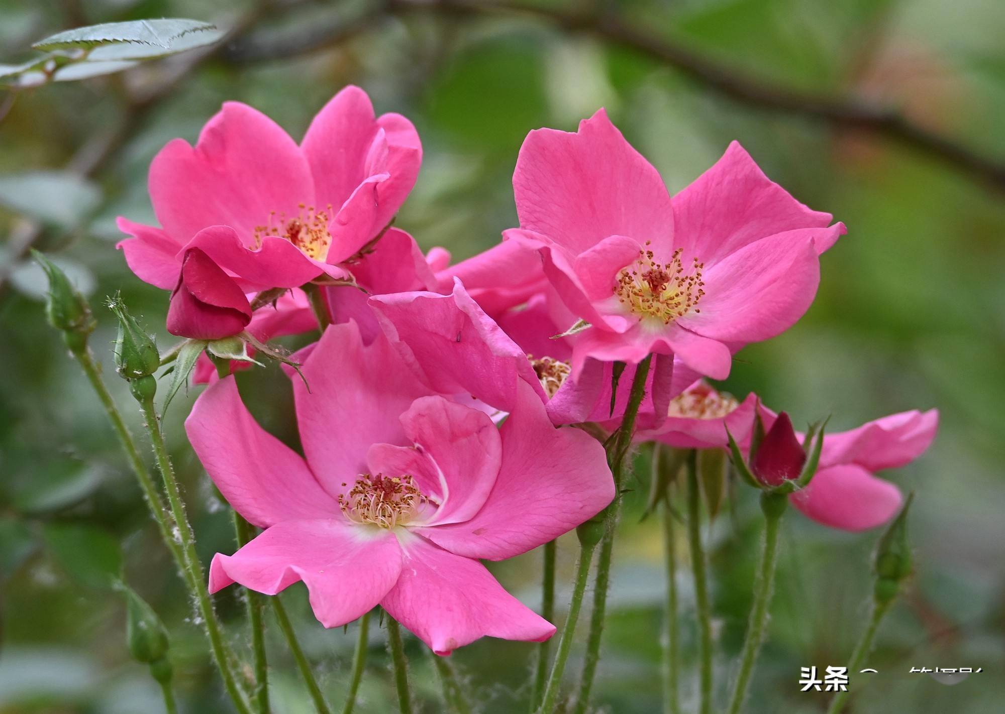 五月花——单瓣月季