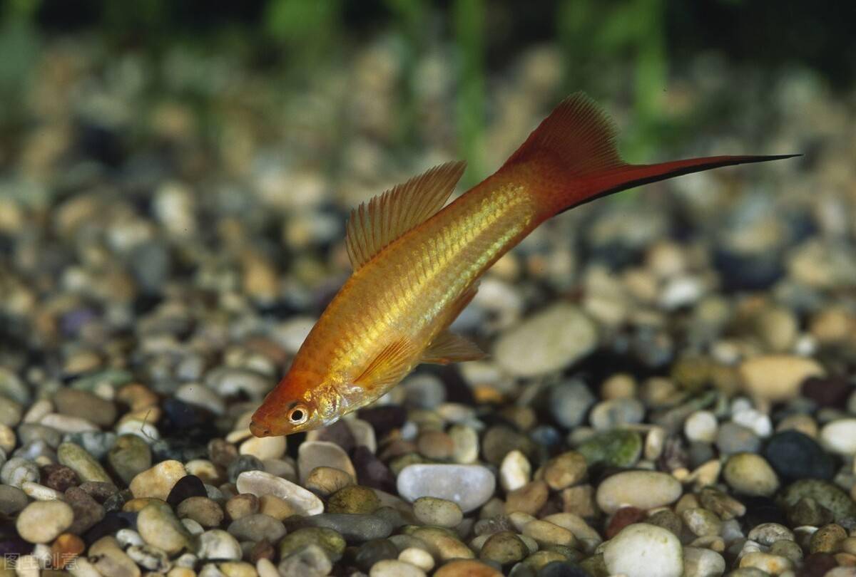 红剑鱼怎么养要学会创造条件教你10招轻松养好红剑鱼