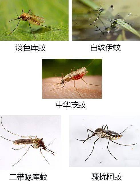 上海的蚊子品种主要有:夏天的脚步逐渐临近,随着气温逐渐升高,蚊子也