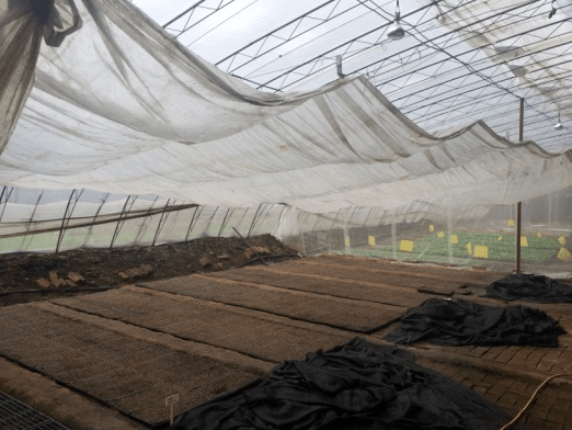 如果冰雹来袭如何预防与应对