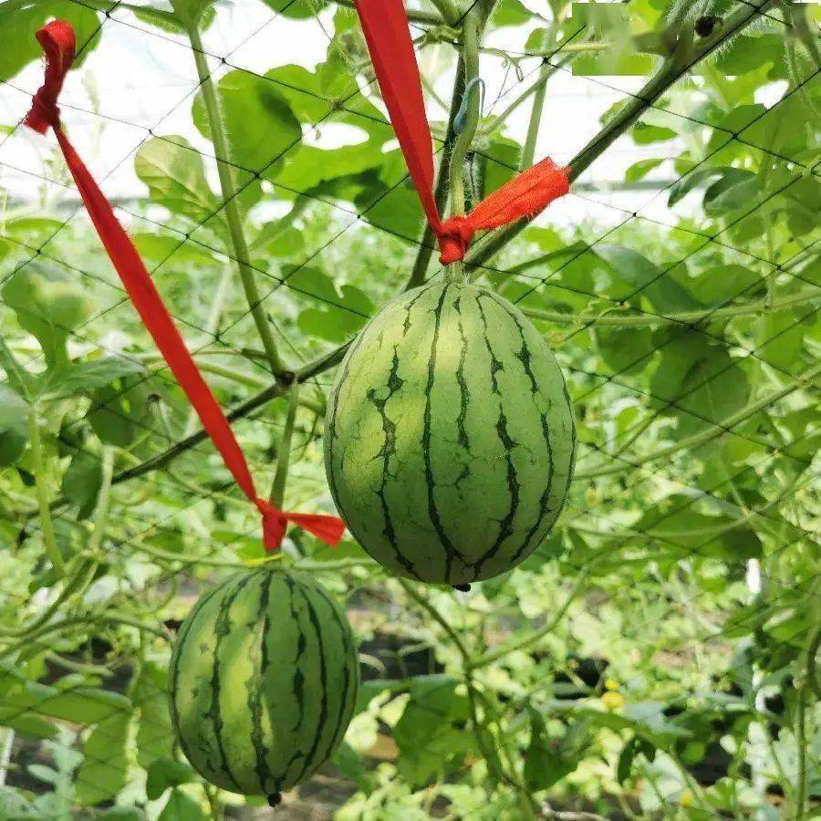 理想|不想带娃，只想躺平？亲子酒店来一波～