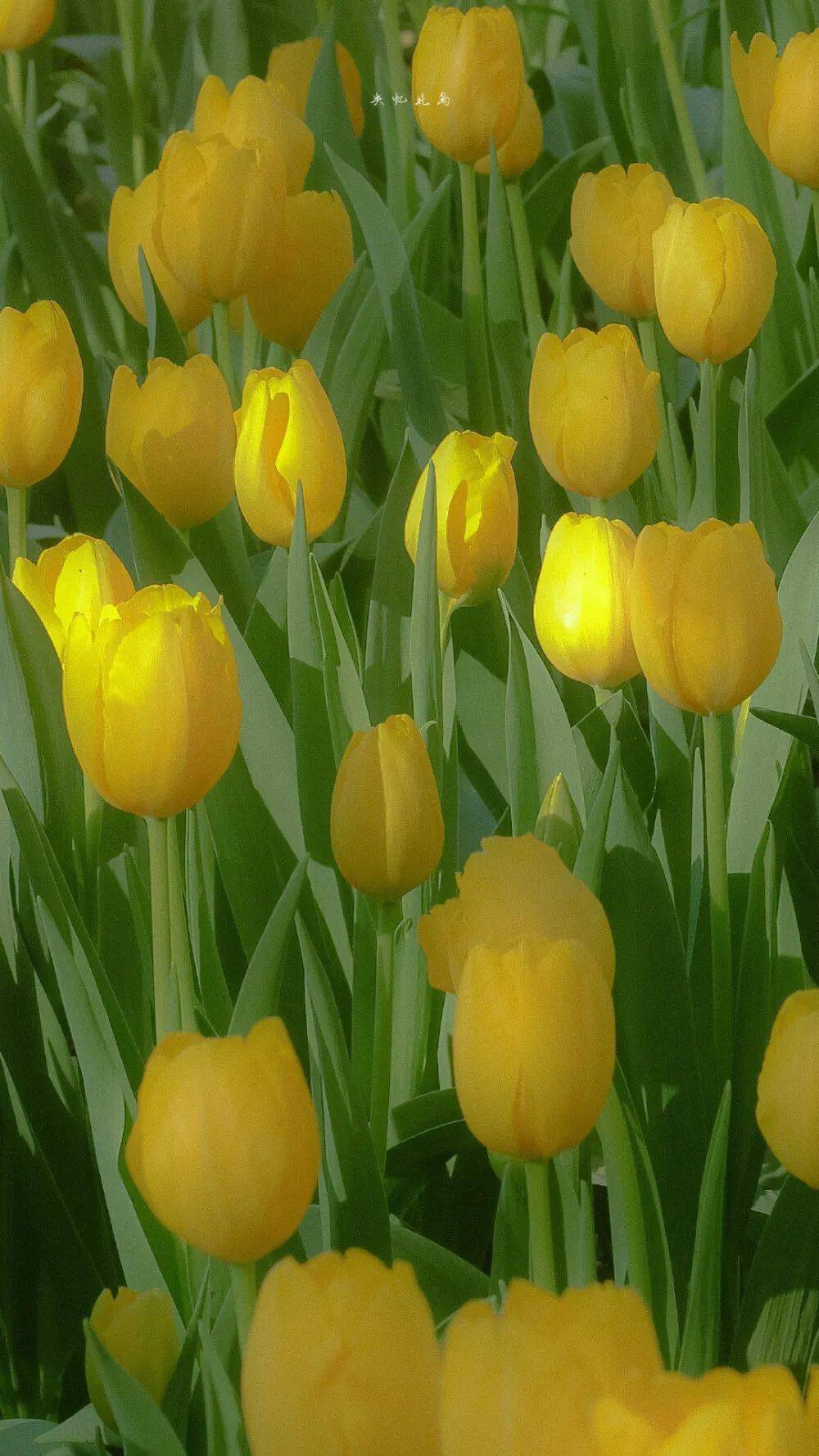 夏日小清新绿色壁纸