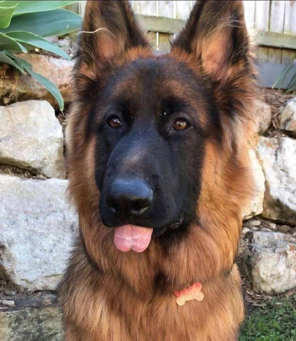 这54头受训犬基本都是德牧和马犬(其中的德荷杂为德牧荷牧杂交,荷马杂