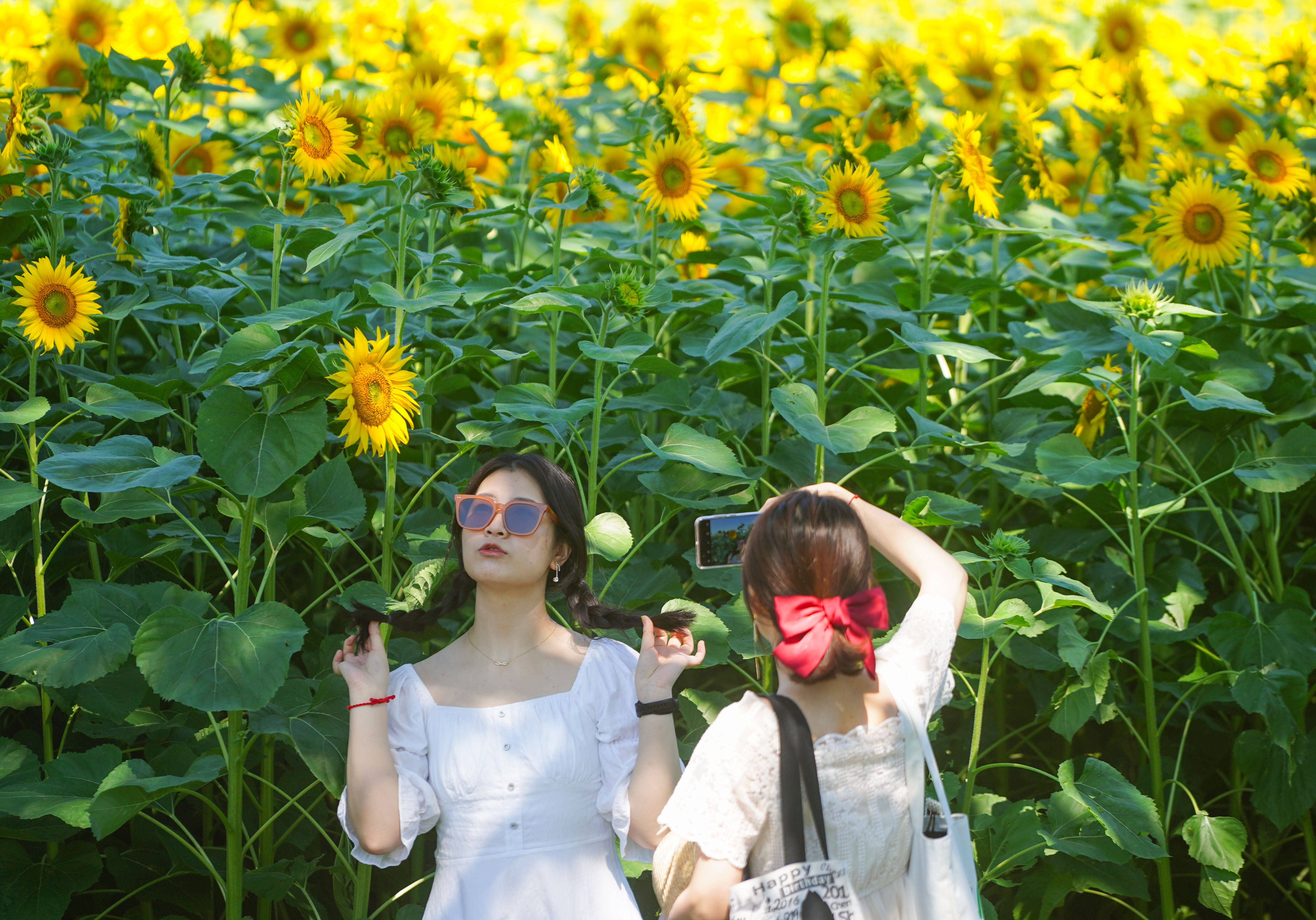 夏日里的向日葵 游客