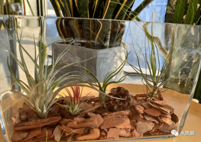 沙漠戈壁景观被我们忽略的美好!_造景