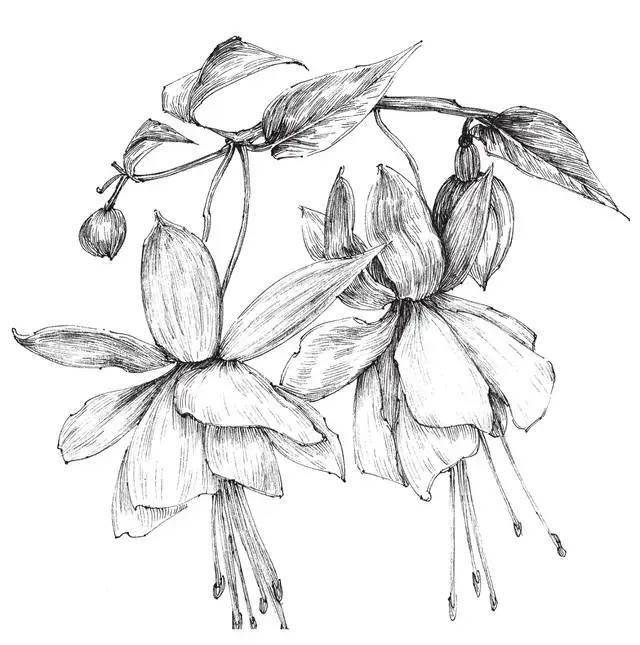 70种针管笔花卉线稿,速度收藏!_绘画