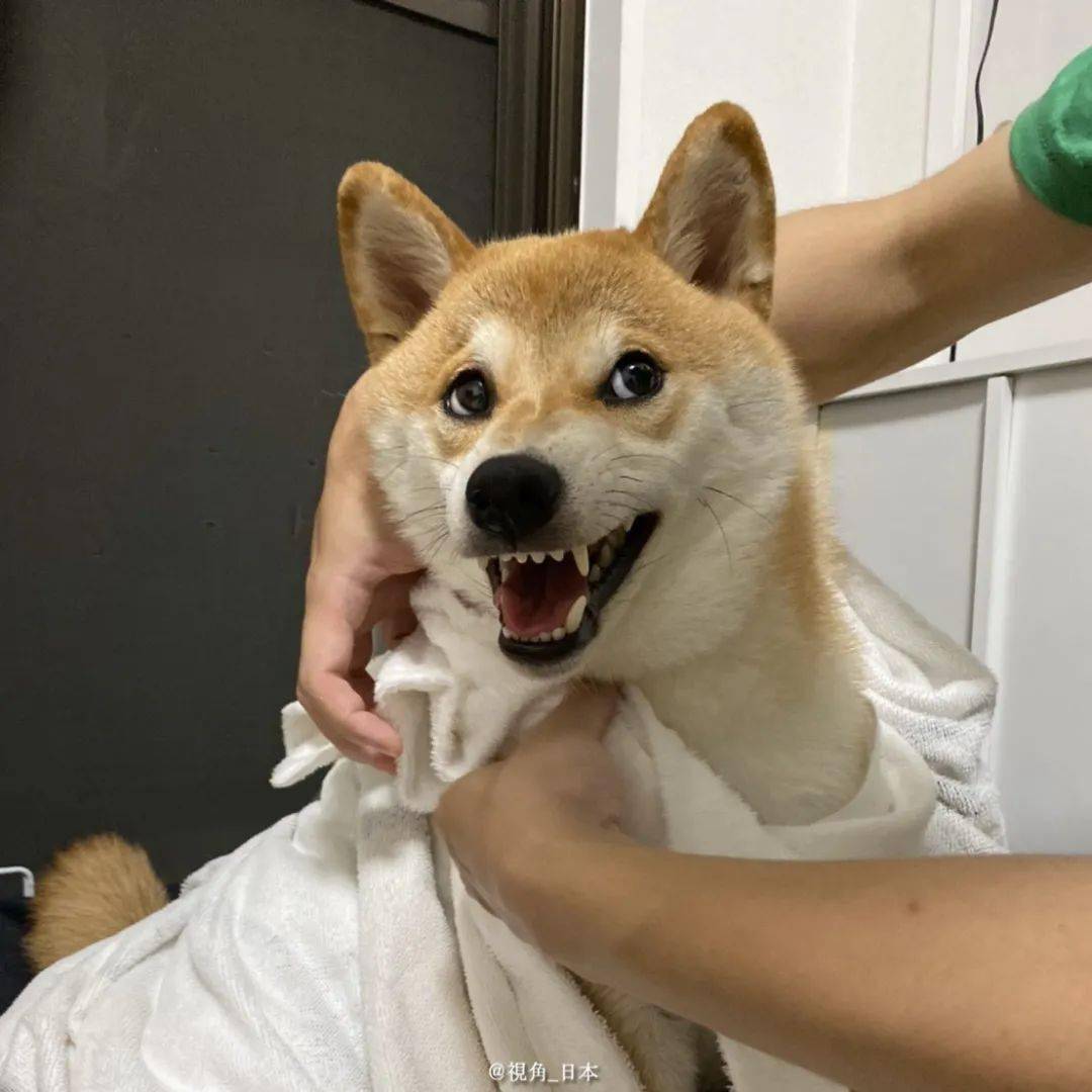 今日趣闻完全制服平衡球的狗子京都人的愤怒管理等