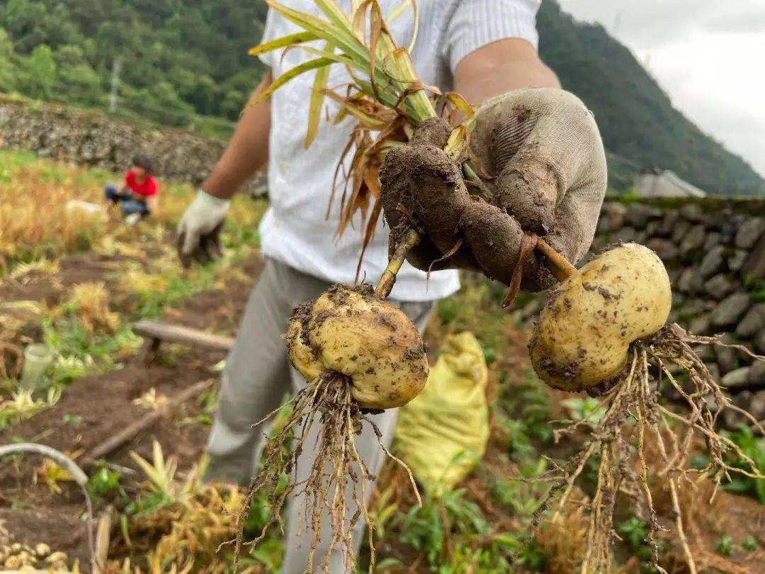 浙农贝母方案效果显著获权威专家组高度认可