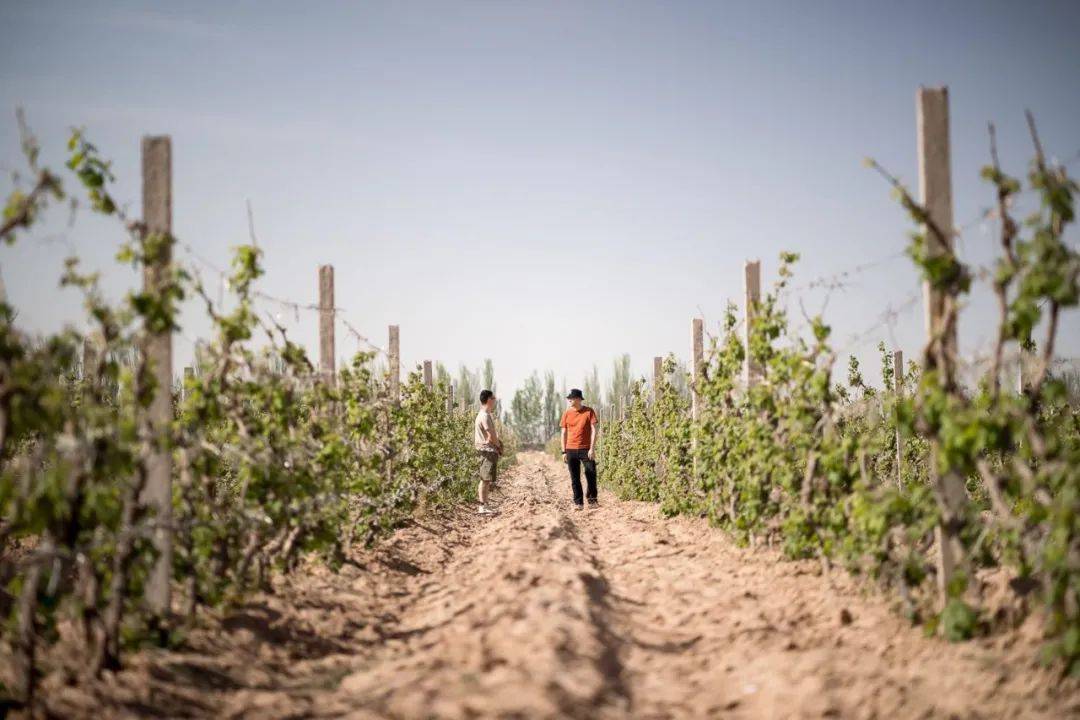 Wine|为什么最近火爆全球的酒，越土越火？