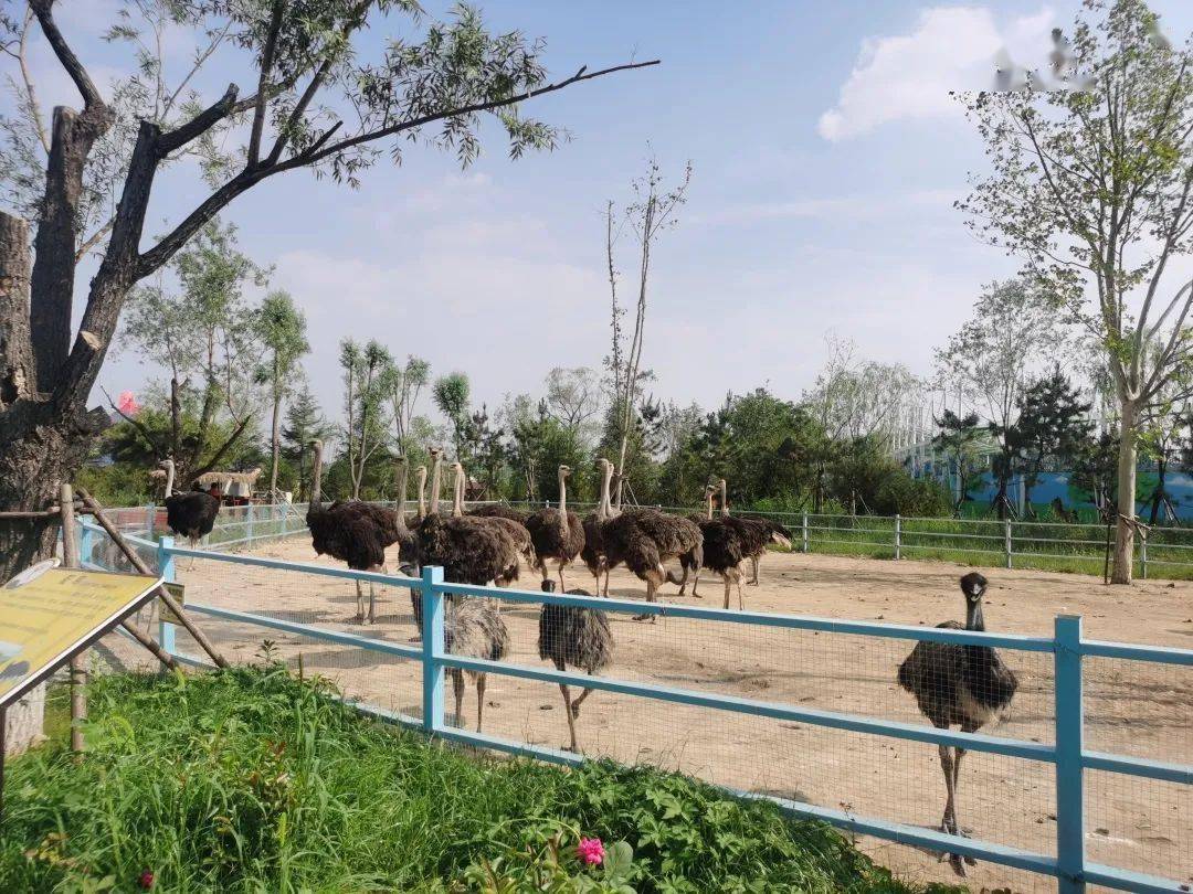 泰安空降神秘动物王国几十种萌宠神兽来袭网红羊驼斑马梅花鹿