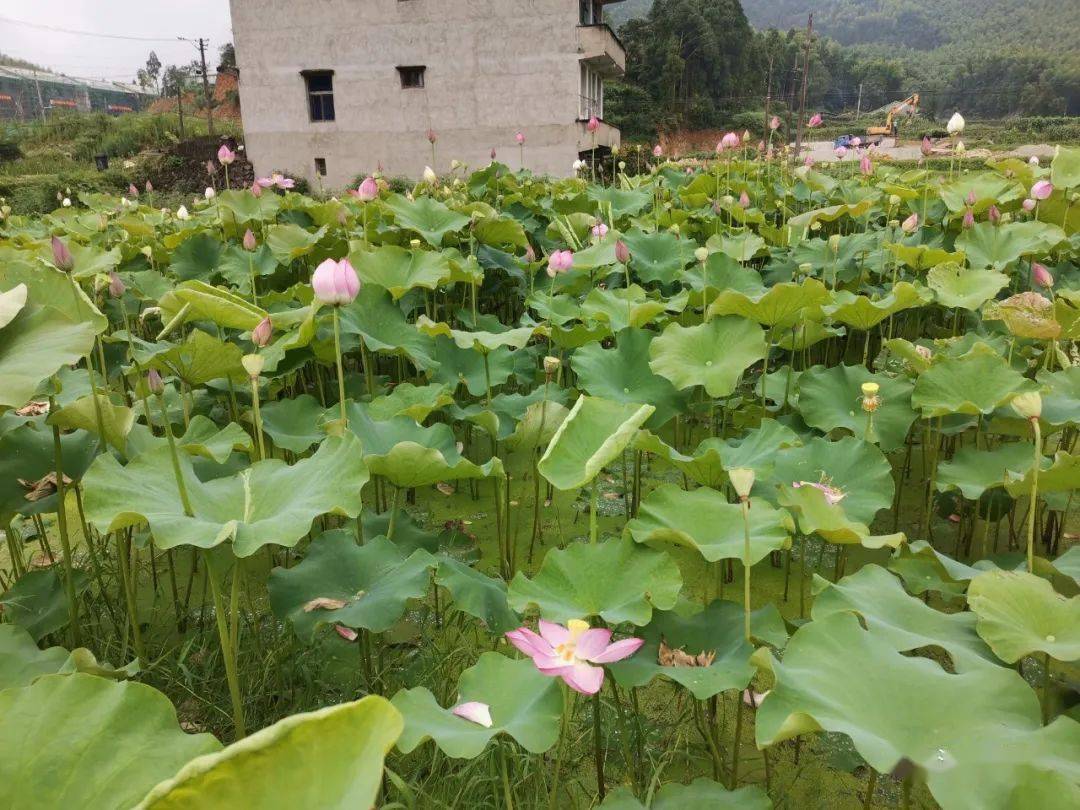 花开泽雅大美北林垟