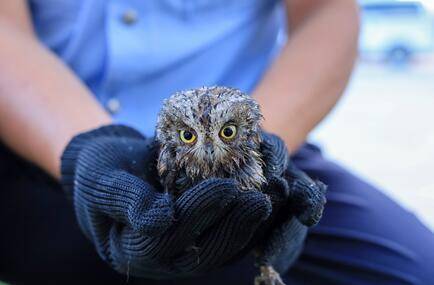 新疆塔城:民警救助受伤猫头鹰
