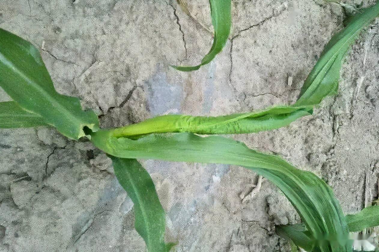 最近好多农民朋友的地里玉米心叶卷曲成"牛尾巴"状畸形生长,节间缩短