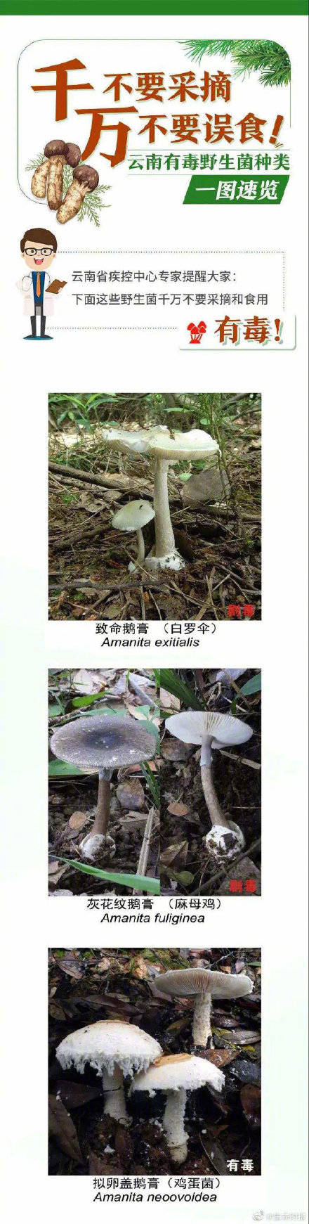 网友|野生菌未必更营养安全长这样的菌别碰