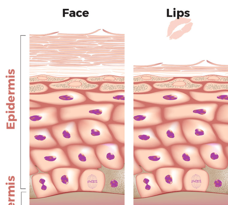 皮肤最外面是角质层正常皮肤的角质层大概有10多层扁平细胞而嘴唇皮肤