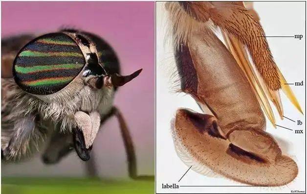 超清动图原来蚊子吸血这么复杂才不是一根针在戳你呢