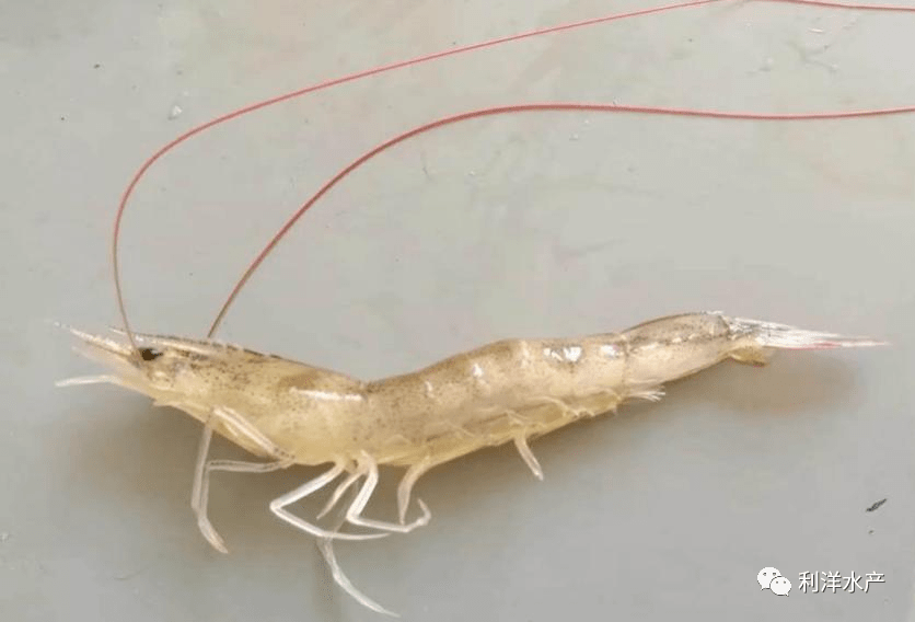 发病虾肌肉白浊发病对虾肌肉不规则块状,条状白浊(见图),与应激引起的