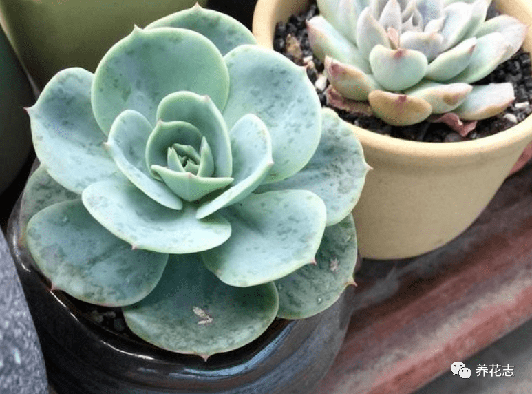 夏季多肉易患白粉病 得了该怎么办 下药或偏方治疗吧 花友