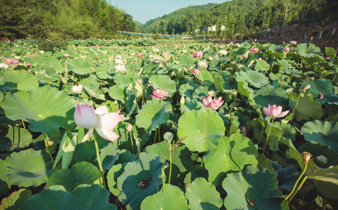 宣城「赏荷」攻略来了!_荷花