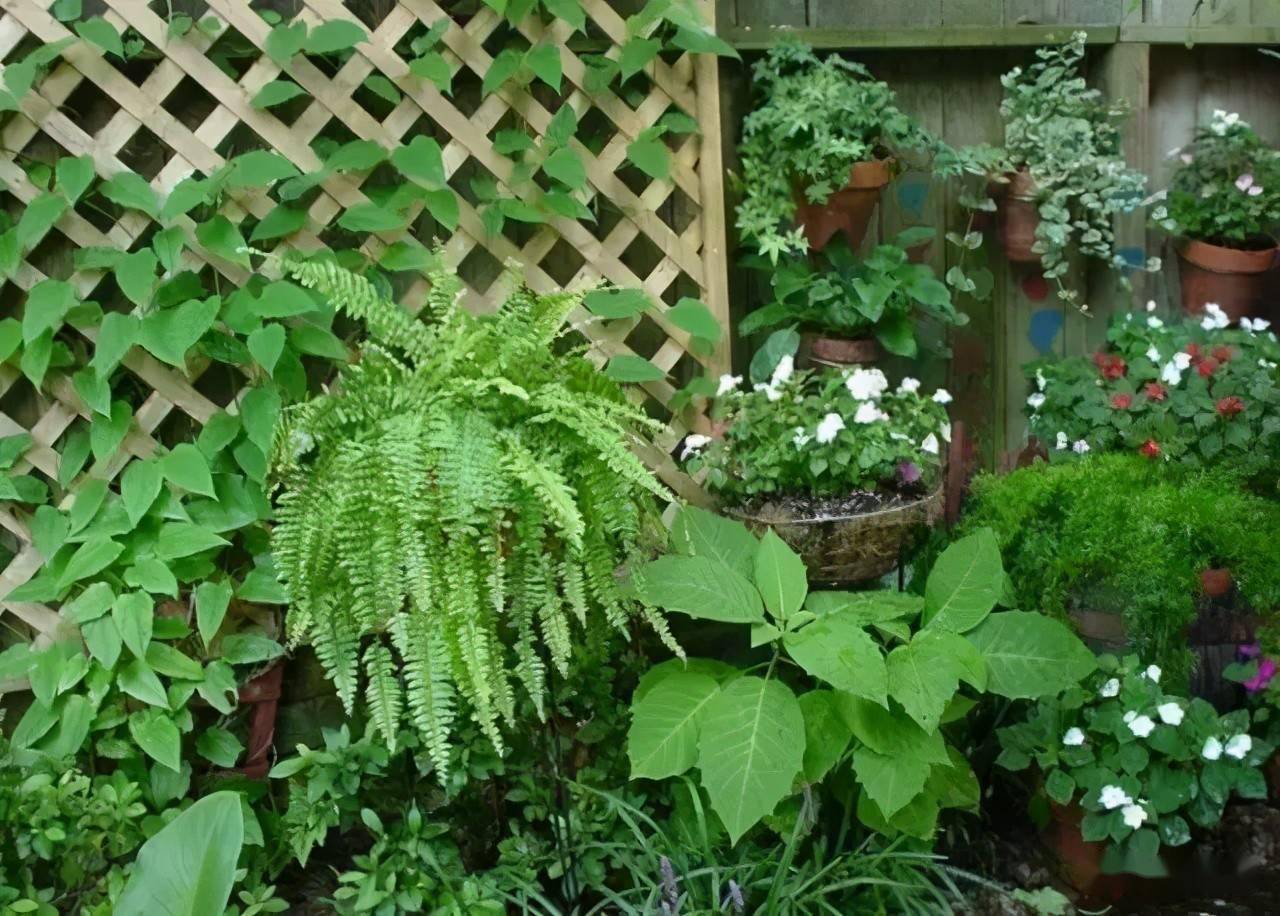 园林景观设计常用的花境组合_草本植物