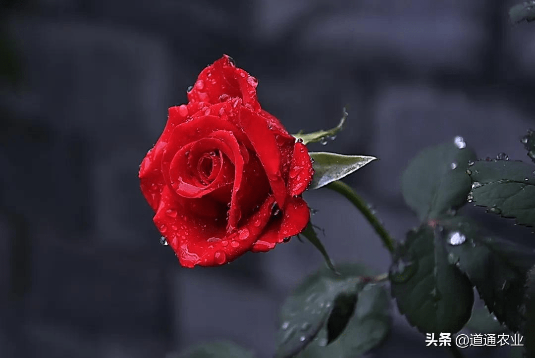 月季怎么浇水才能不伤根 c3160f65d5d4466abf86934163e4cf9c.png