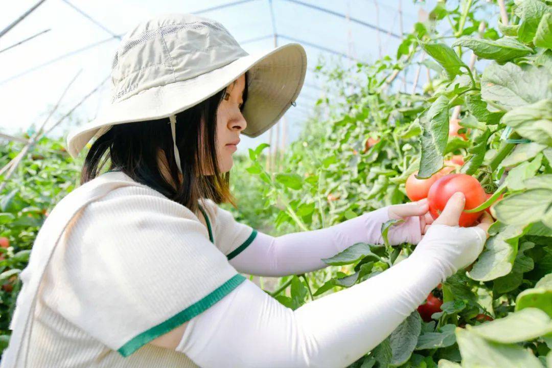 西红柿开始采摘啦满满都是小时候的味道哦