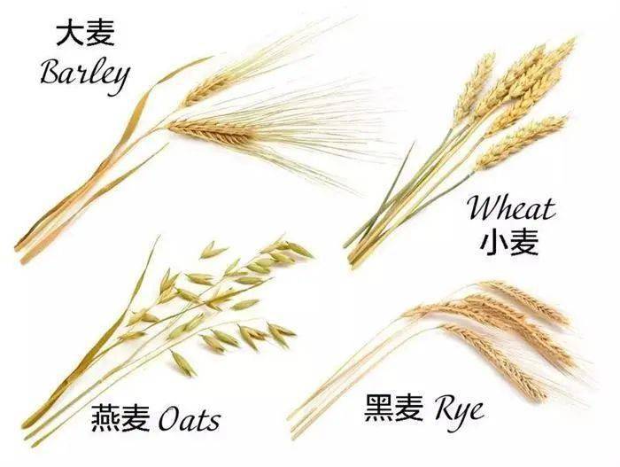 有一种燕麦叫莜麦有一种大麦叫青稞附我国小麦的地理分布和生产特点