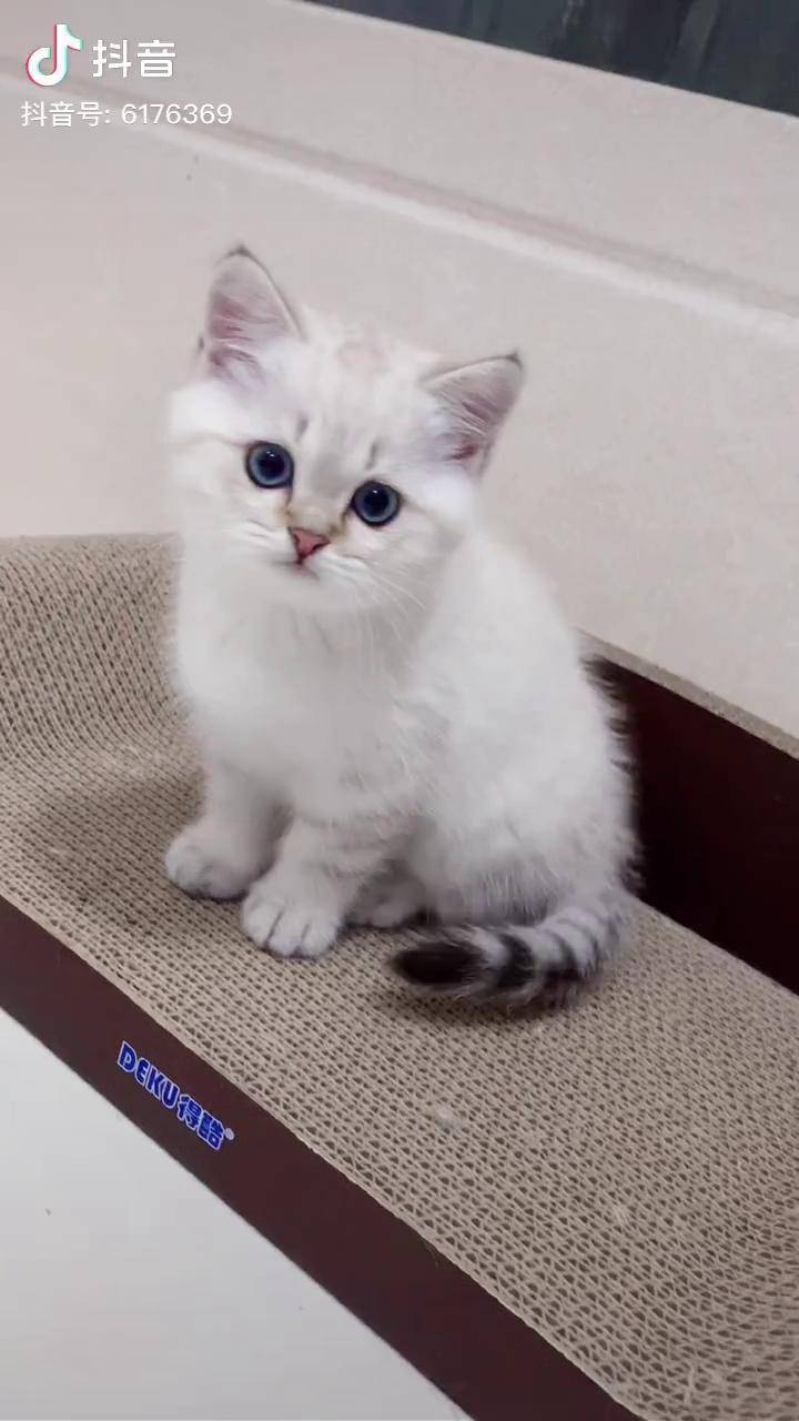 让我过来亲亲你猫咪的日常小奶猫的成长日记英短金点