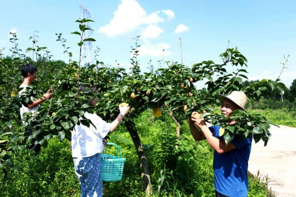 渝北夏季瓜果采摘指南来啦你最喜欢哪种