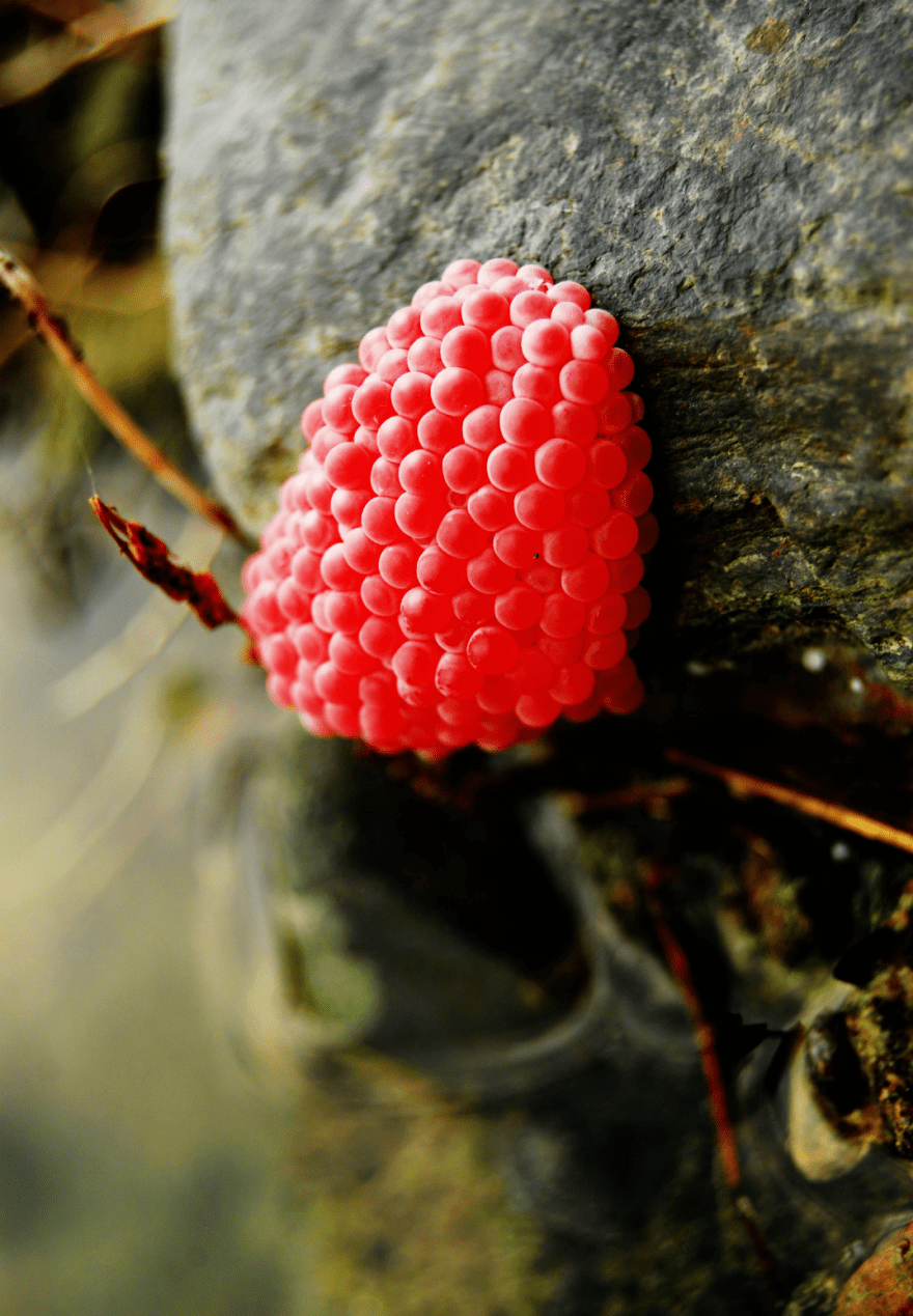 内江河边拍到这东西密密麻麻近期高发千万别误食