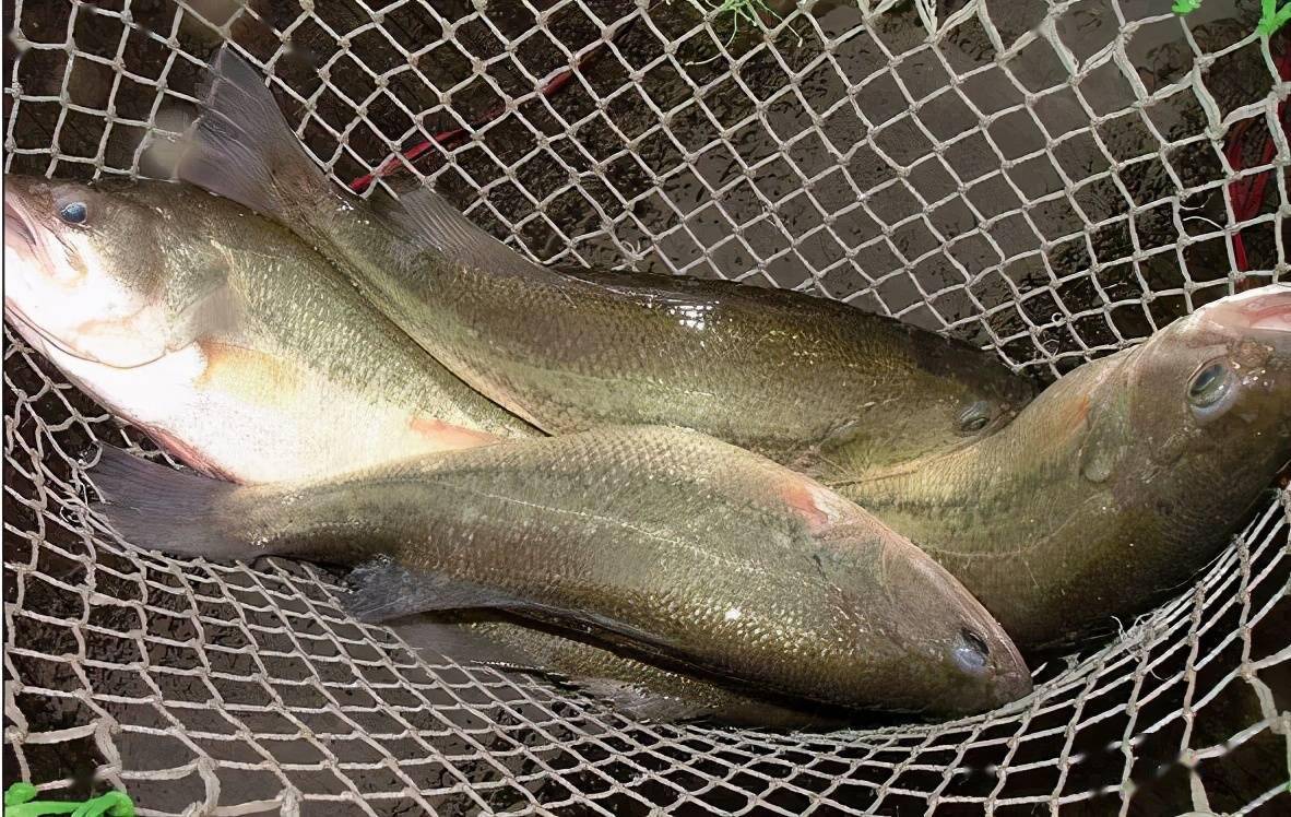 加州鲈有新伙伴,"鲈蟹"混养!需要注意这些,助您增产_饲料