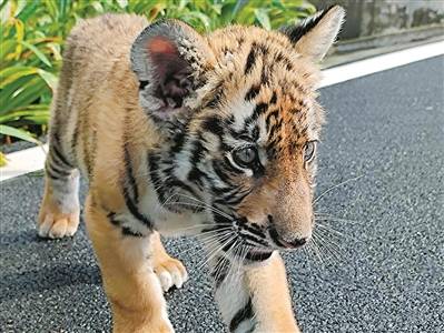 这个百日萌虎超可爱